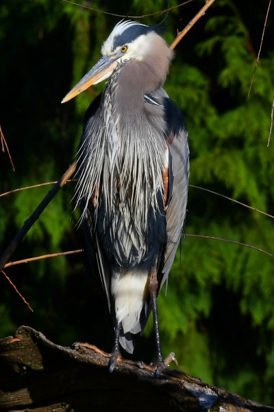 Great Blue Heron - Laurelhurst Park, Portland, OR - May 2021