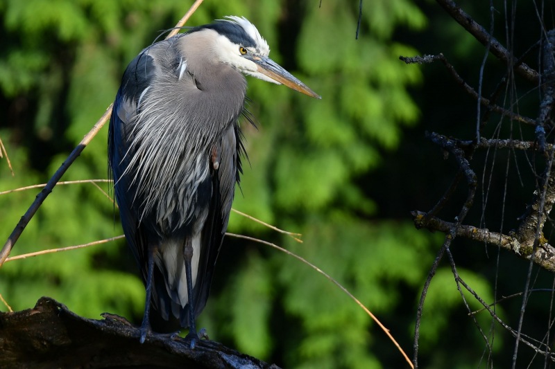 Great Blue Heron - Laurelhurst Park, Portland, OR - May 2021